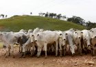 Agropecuária gera mais de 9 mil empregos em Goiás