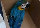 SEMMA RECEBE FILHOTE DE ARARA ENCONTRADO NO PONTAKAYANA E ENTREGA AO CETAS DO IBAMA