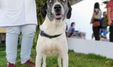 NA AGRICULTURA, AÇÕES DA PREFEITURA GARANTEM PROTEÇÃO A ANIMAIS E AO MEIO AMBIENTE, CUIDADOS COM FEIRANTES E CAPACITAÇÃO